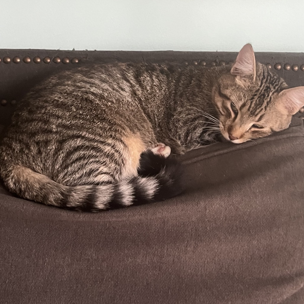 Fluffernut — thumbnail 4