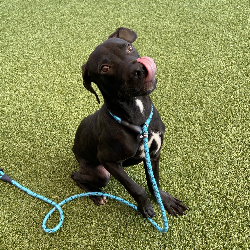 CHEWY - Mixed Breed (Medium) available for adoption