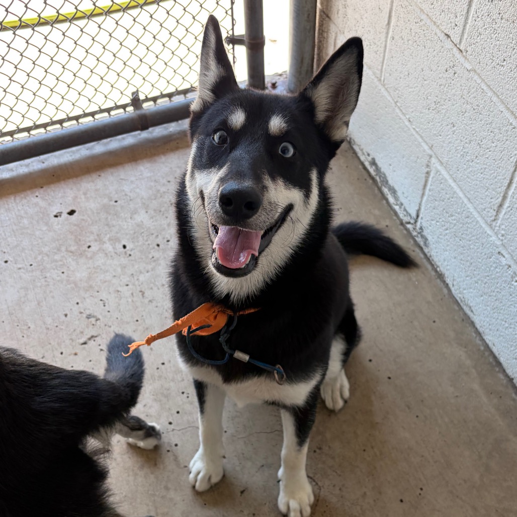 YAP - Husky / Mixed Breed (Medium) available for adoption
