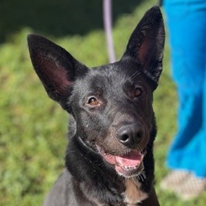 Kennel#10 Odin's preview photo