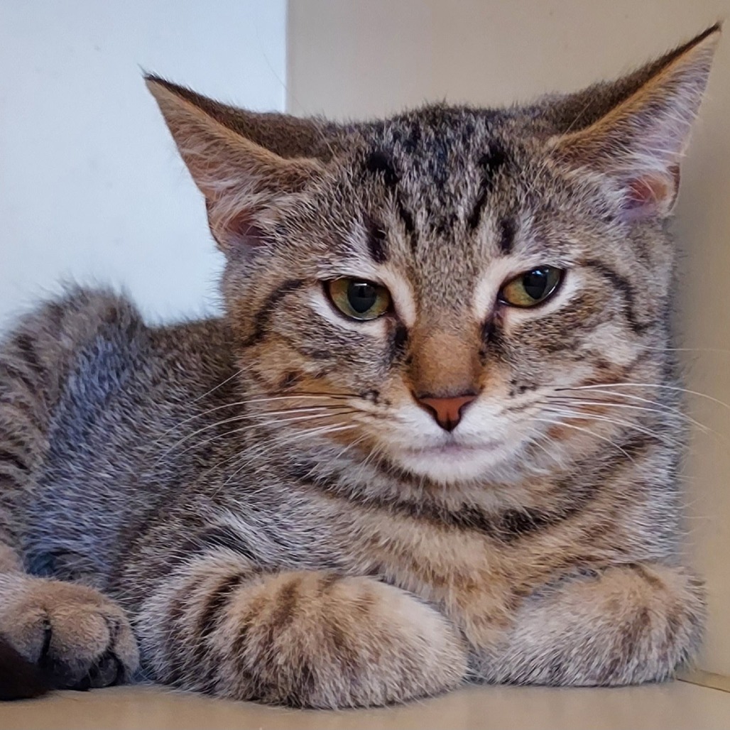 GOBI - Domestic Shorthair available for adoption