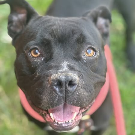 Shayla, a Terrier, Pit Bull