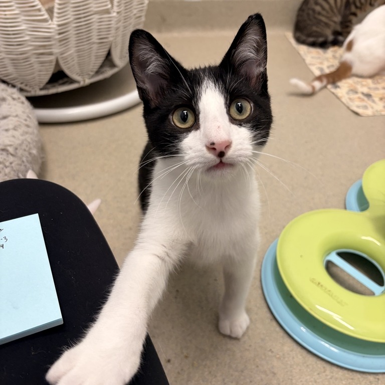 HARVEY - Domestic Shorthair available for adoption