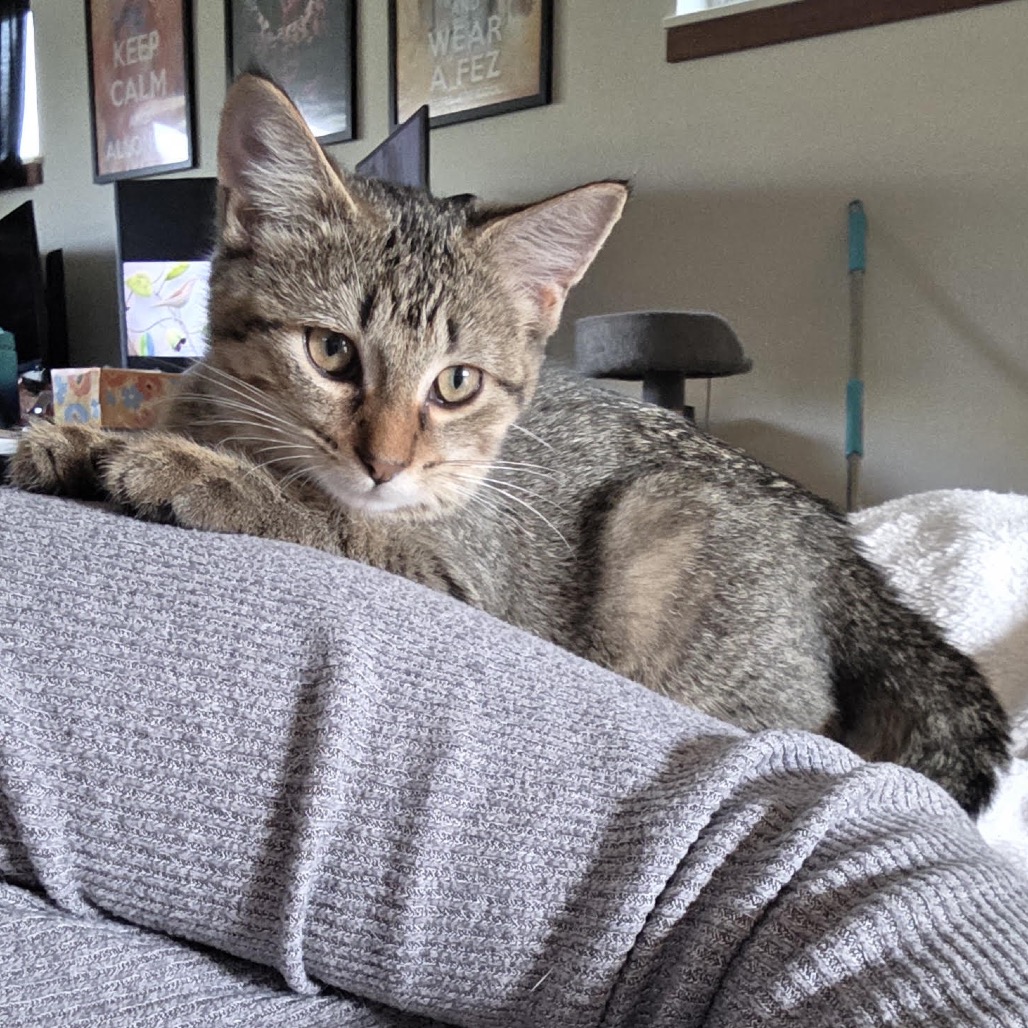 ASTRID - Domestic Shorthair available for adoption
