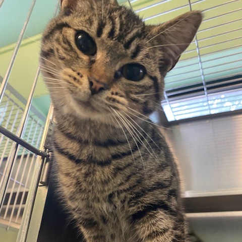 CROUTON - Domestic Shorthair available for adoption