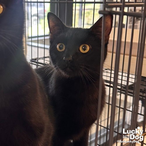 DARLENE - Domestic Shorthair available for adoption