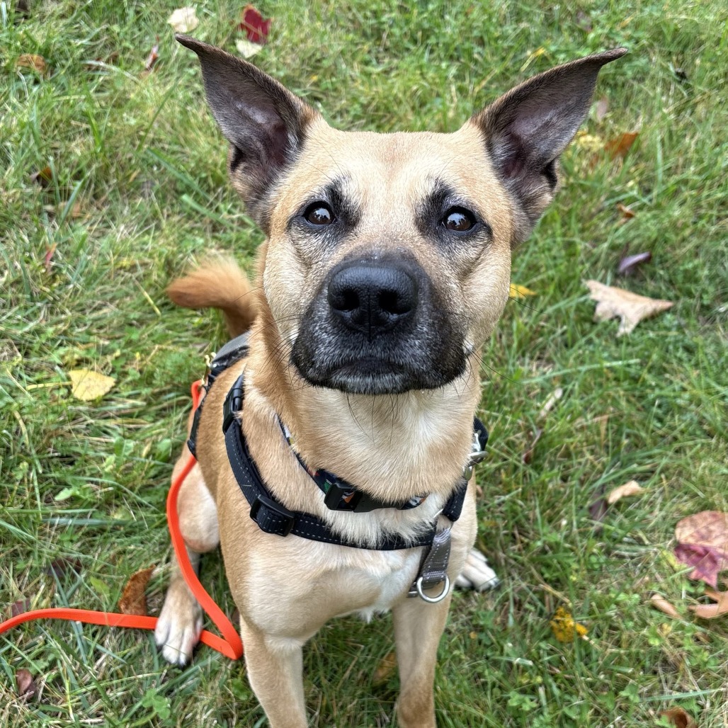 Goofy, photo 15