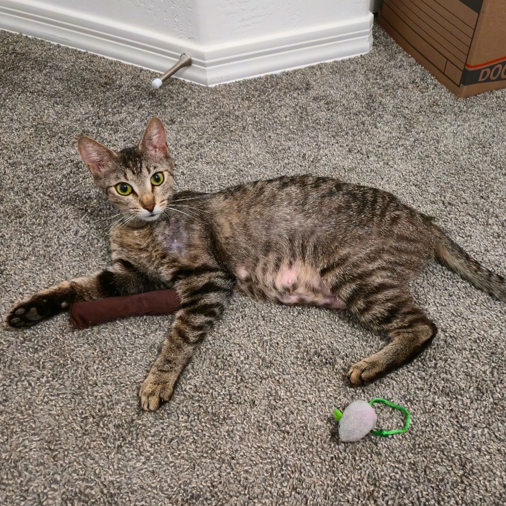 Piper