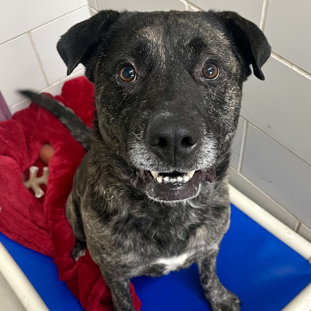 Archie — thumbnail 7