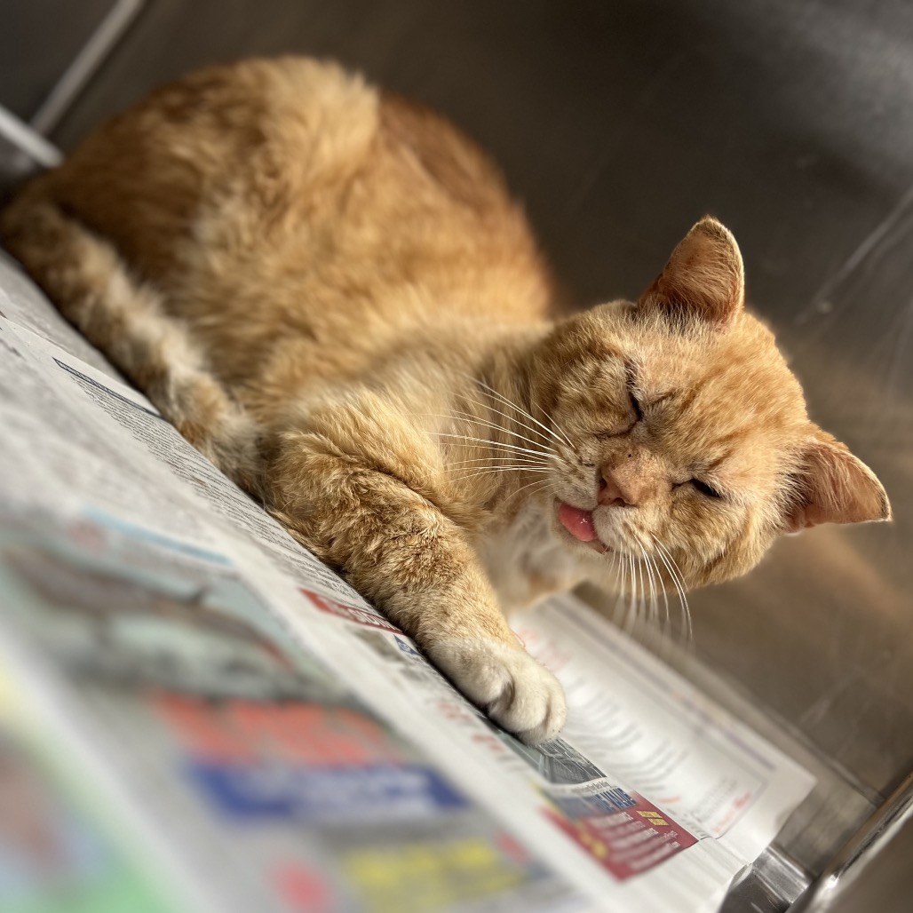 Cheddars, available for adoption at PVAS
