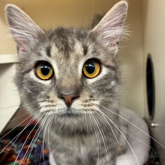 HOPSCOTCH - Domestic Shorthair available for adoption