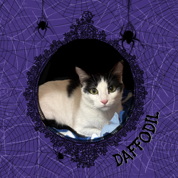 DAFFODIL - Domestic Shorthair available for adoption