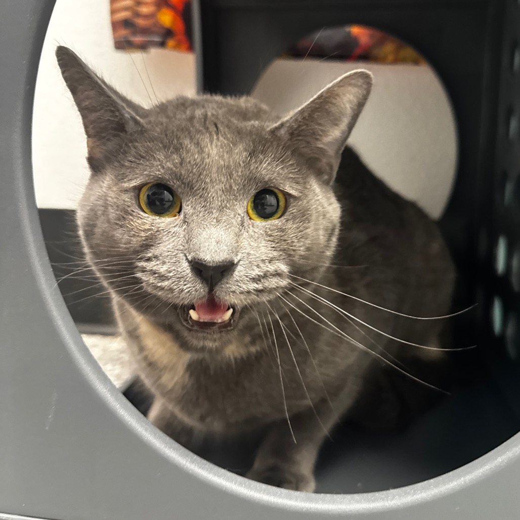 RHIANNON - Domestic Shorthair for adoption in Henderson