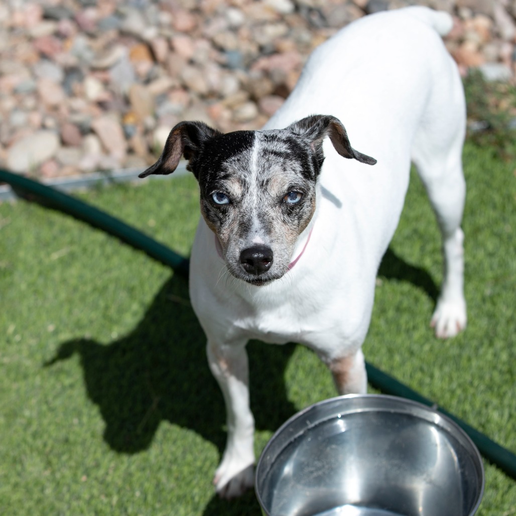 CAMI (AG26-20) - Terrier / Rat available for adoption