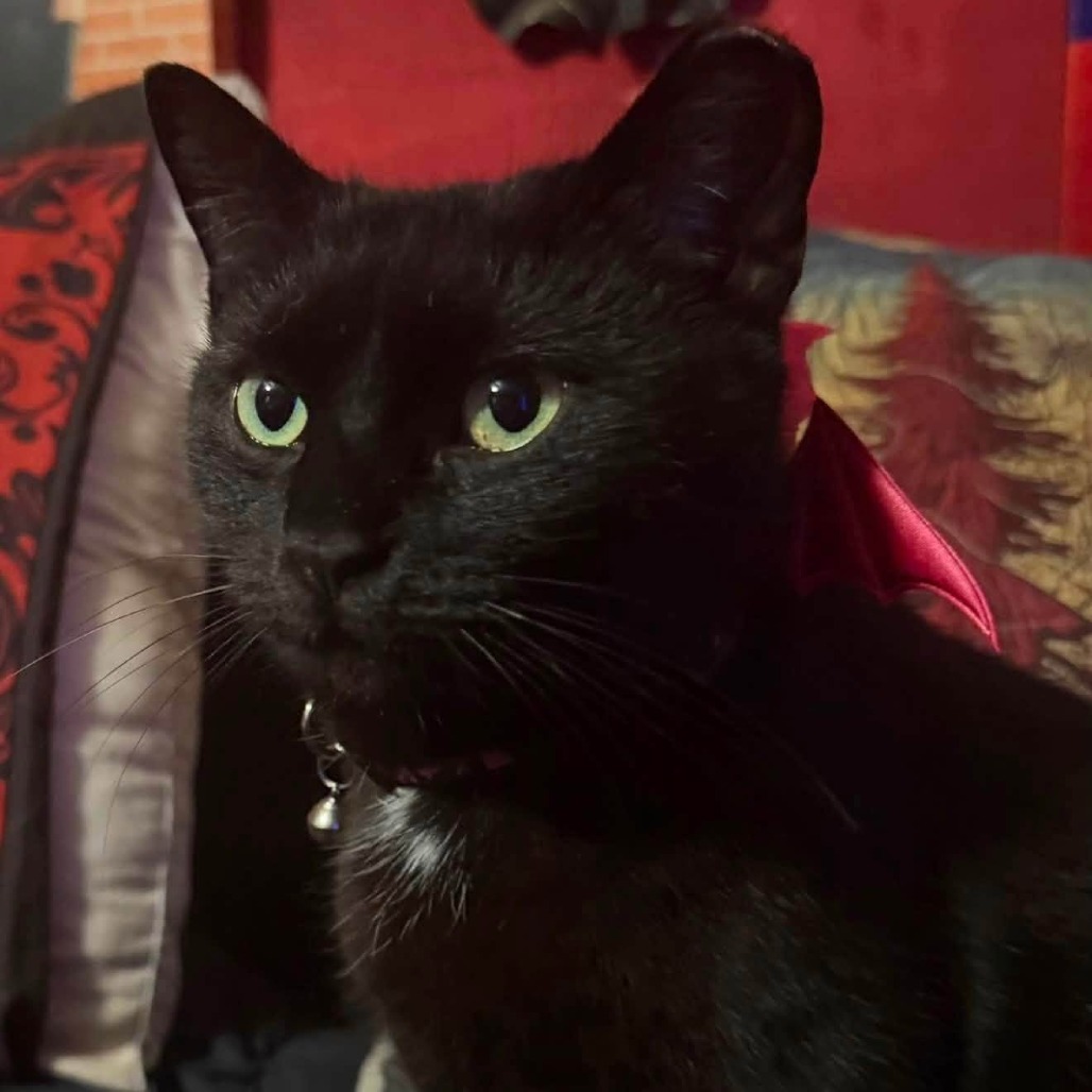 ELVIRA (BONDED TO MONROE) - Domestic Shorthair available for adoption