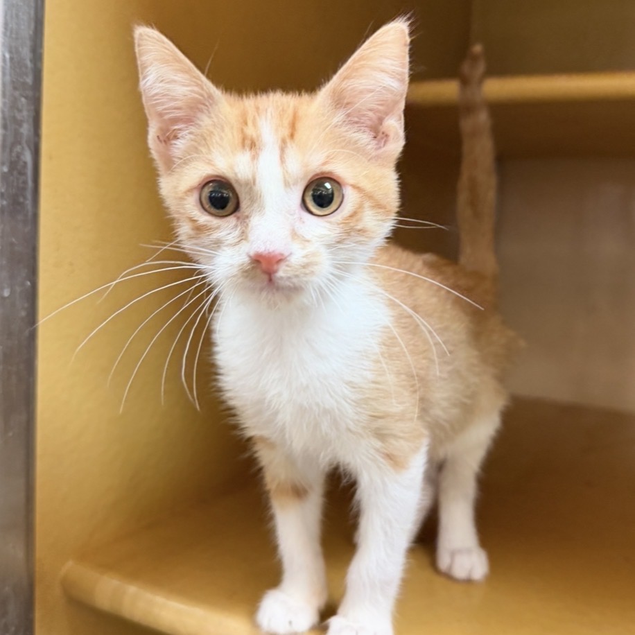 FWT SULLY GRACE - Domestic Shorthair for adoption in Odessa