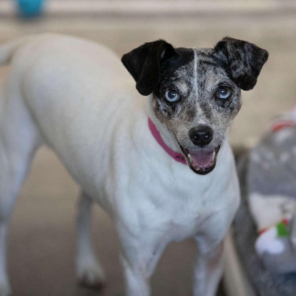 CAMI (AG26-20) - Terrier / Rat available for adoption