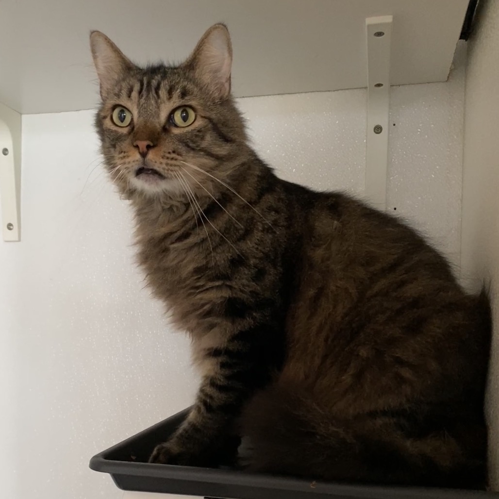 Dakota * Bonded with Atlas * Costa Mesa Location, photo 16