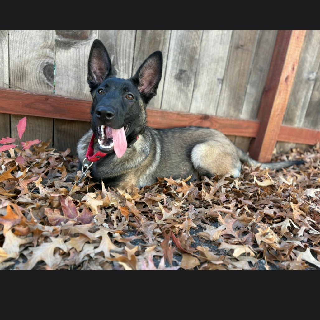 HUCKLEBERRY - Malinois / Belgian available for adoption