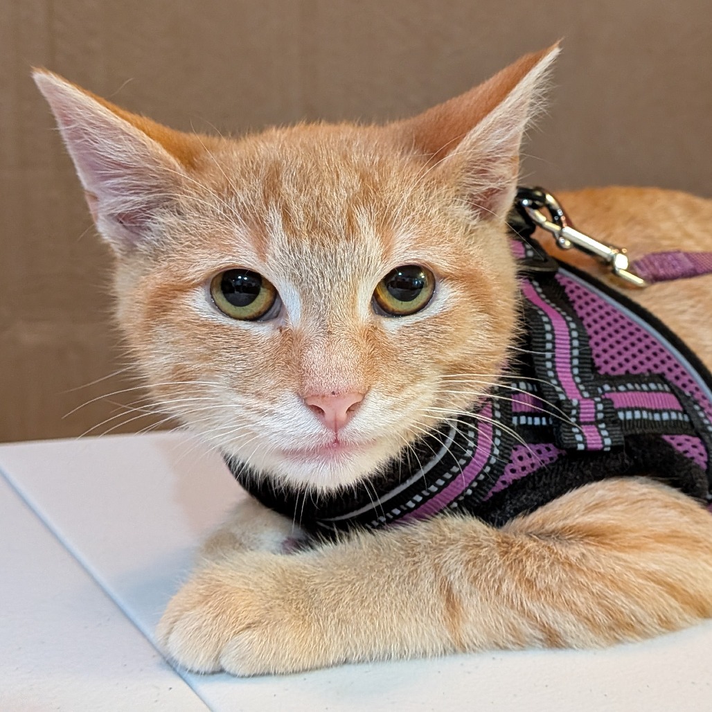 BUTTERNUT - Domestic Shorthair available for adoption