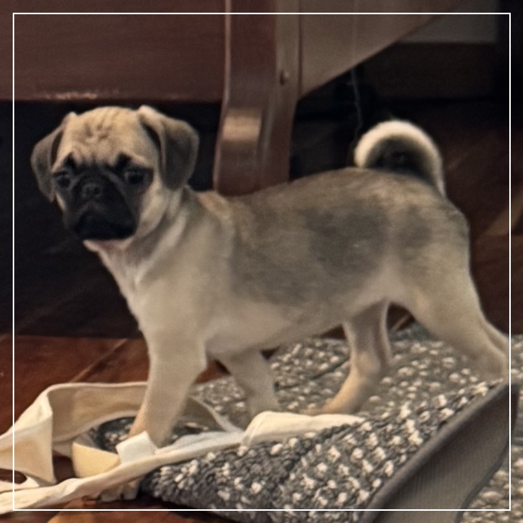 Beatrice is available for adoption at Tiny Paws Pug Rescue