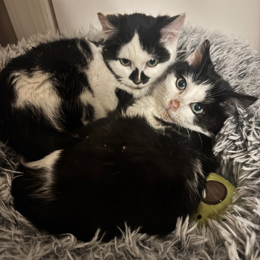 Oscar — thumbnail 5