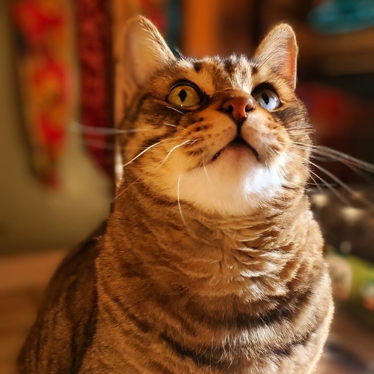Tigger: Male 172 Domestic Shorthair