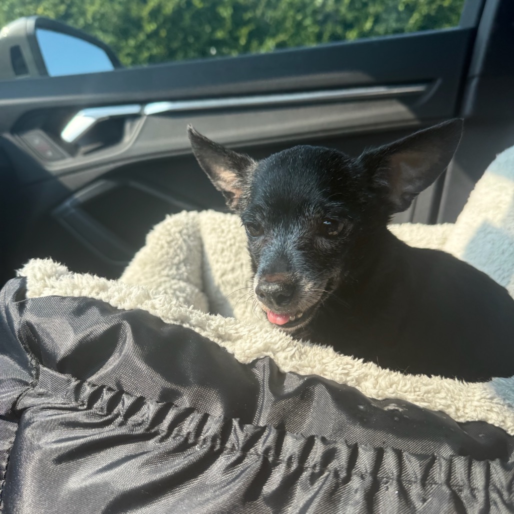 Daisy, photo 7