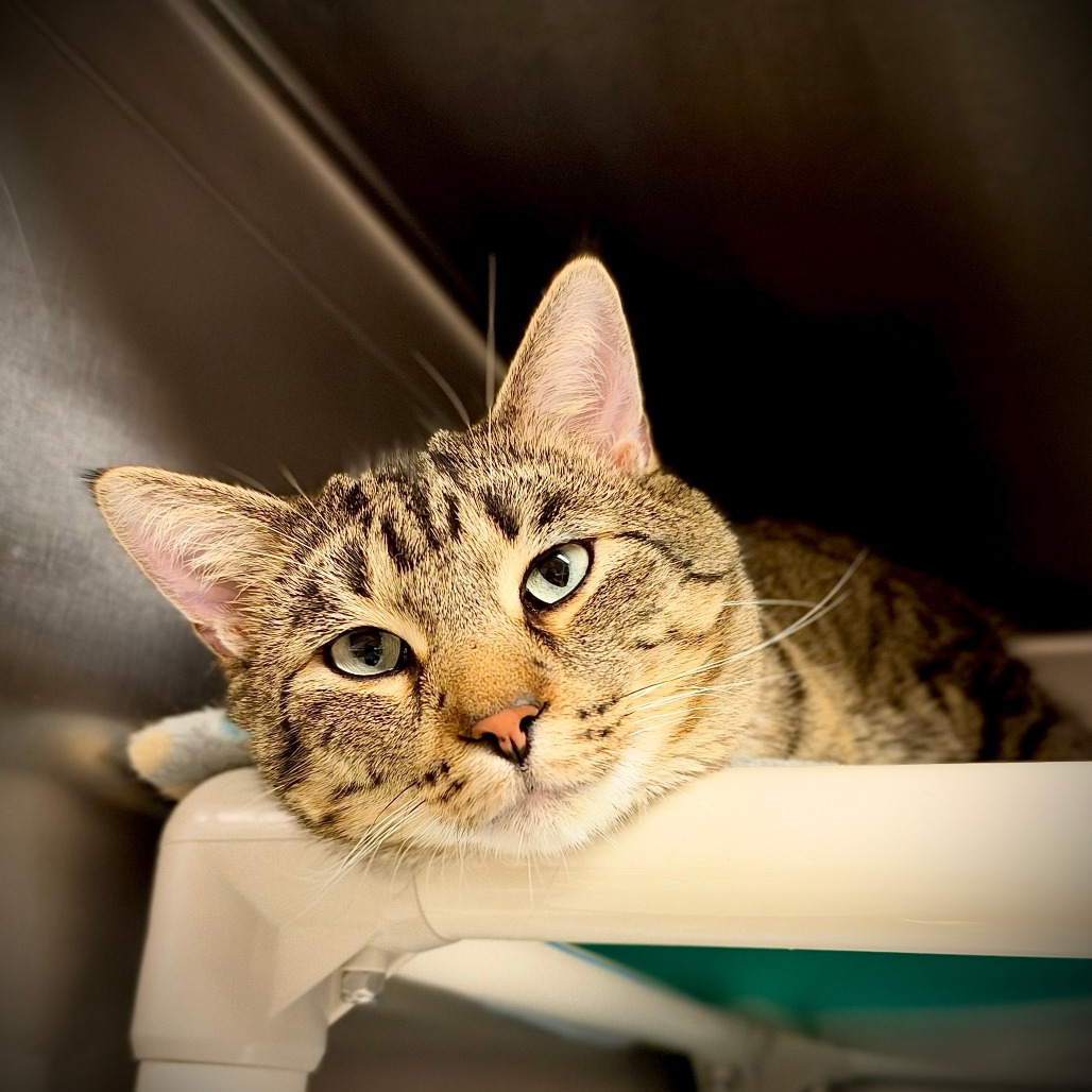 Freddy--In Foster