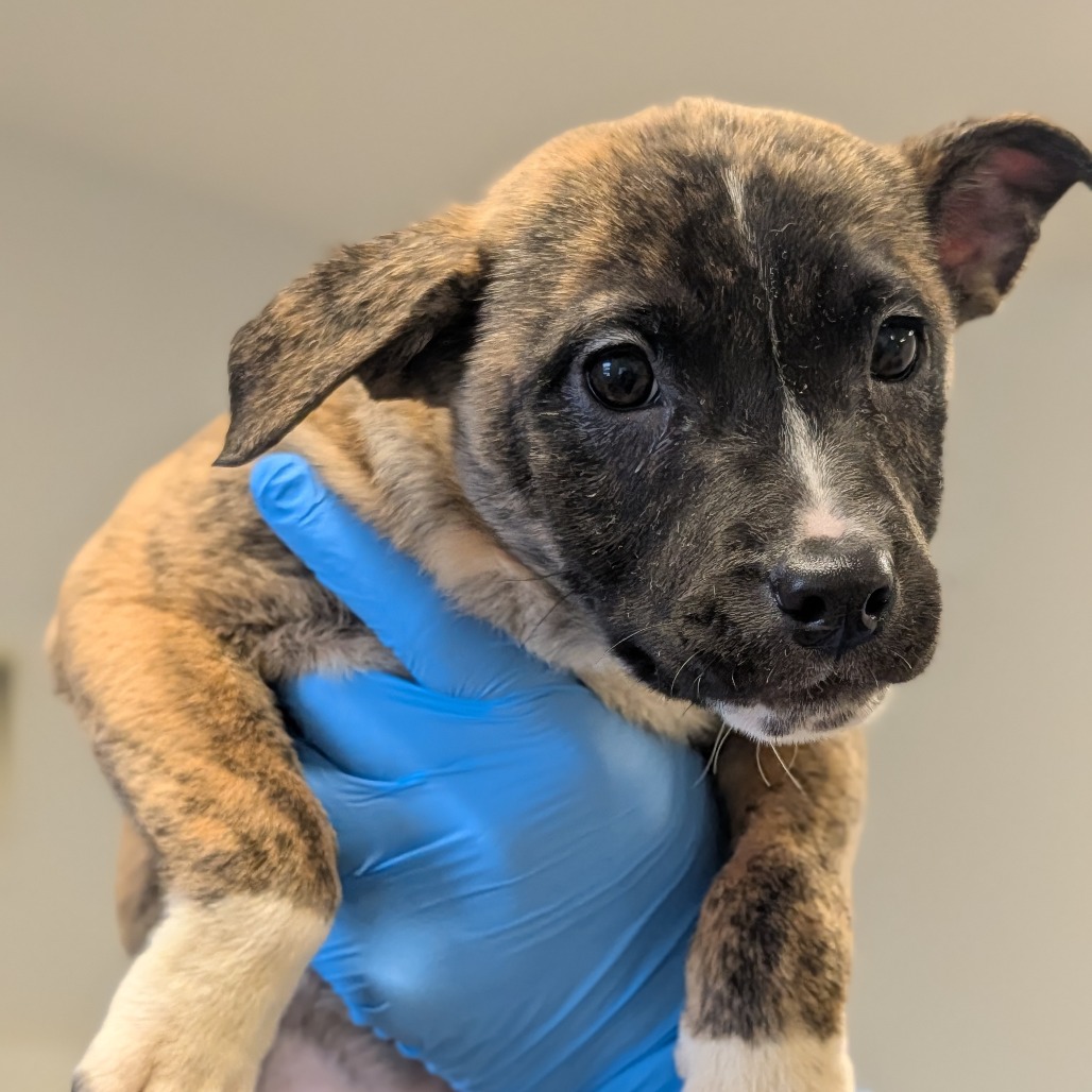 Chantilly Lace — thumbnail 2