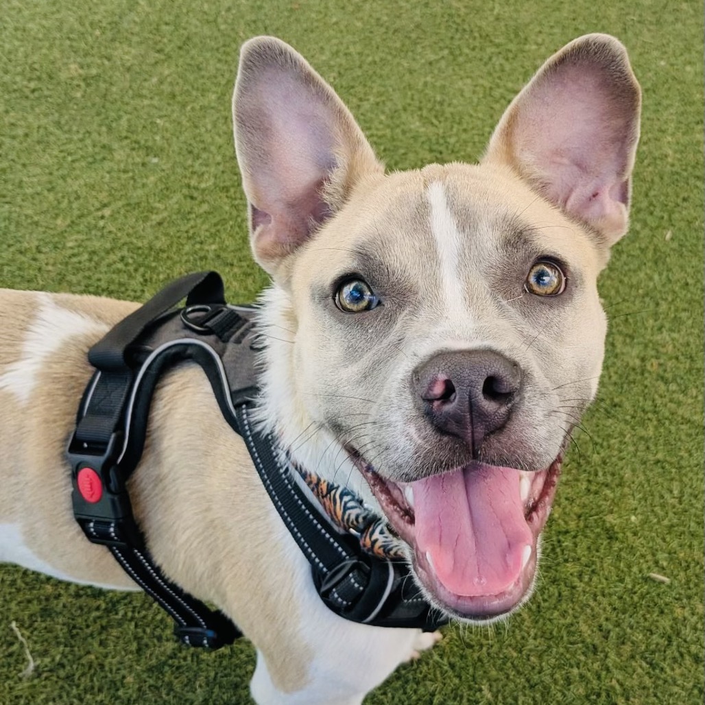 Close-up photo of Billy