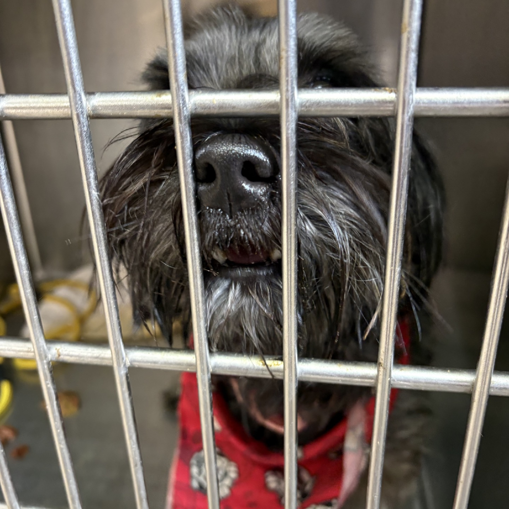 Corndog - Shih Tzu for adoption in Illinois