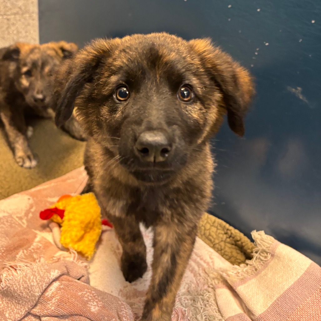 CUCUMBER - Shepherd, German / Mixed Breed (Large) available for adoption