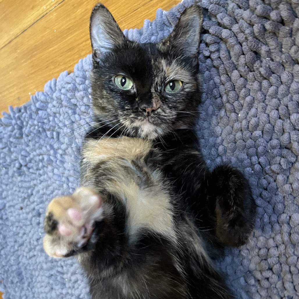 Photo of Melody