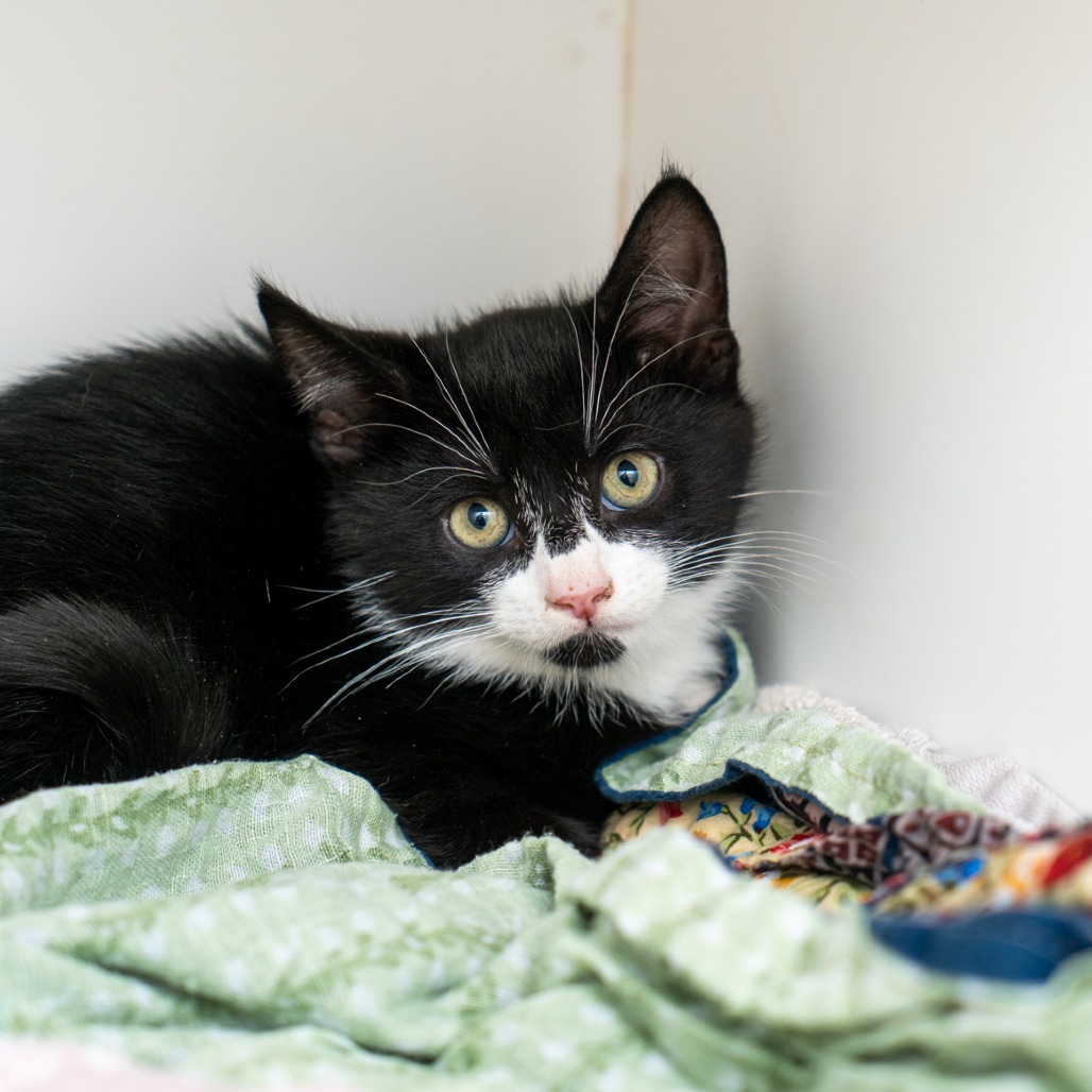 The All-American Rejects