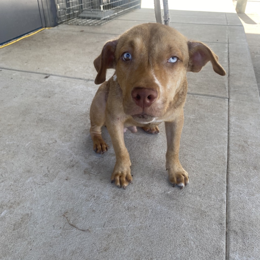 MEEKO - Terrier / American Pit Bull available for adoption