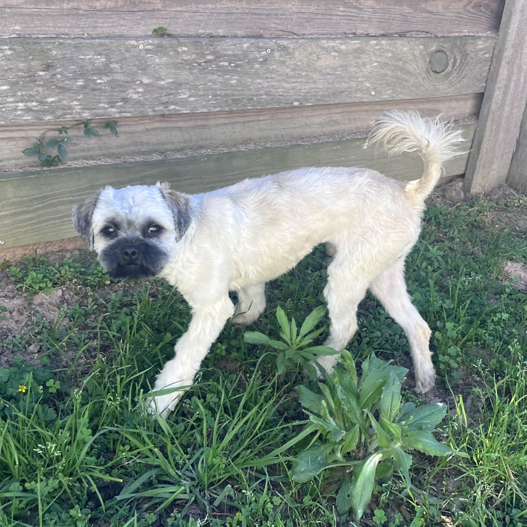 Camo Rescue Laso is available for adoption at CAMO Rescue