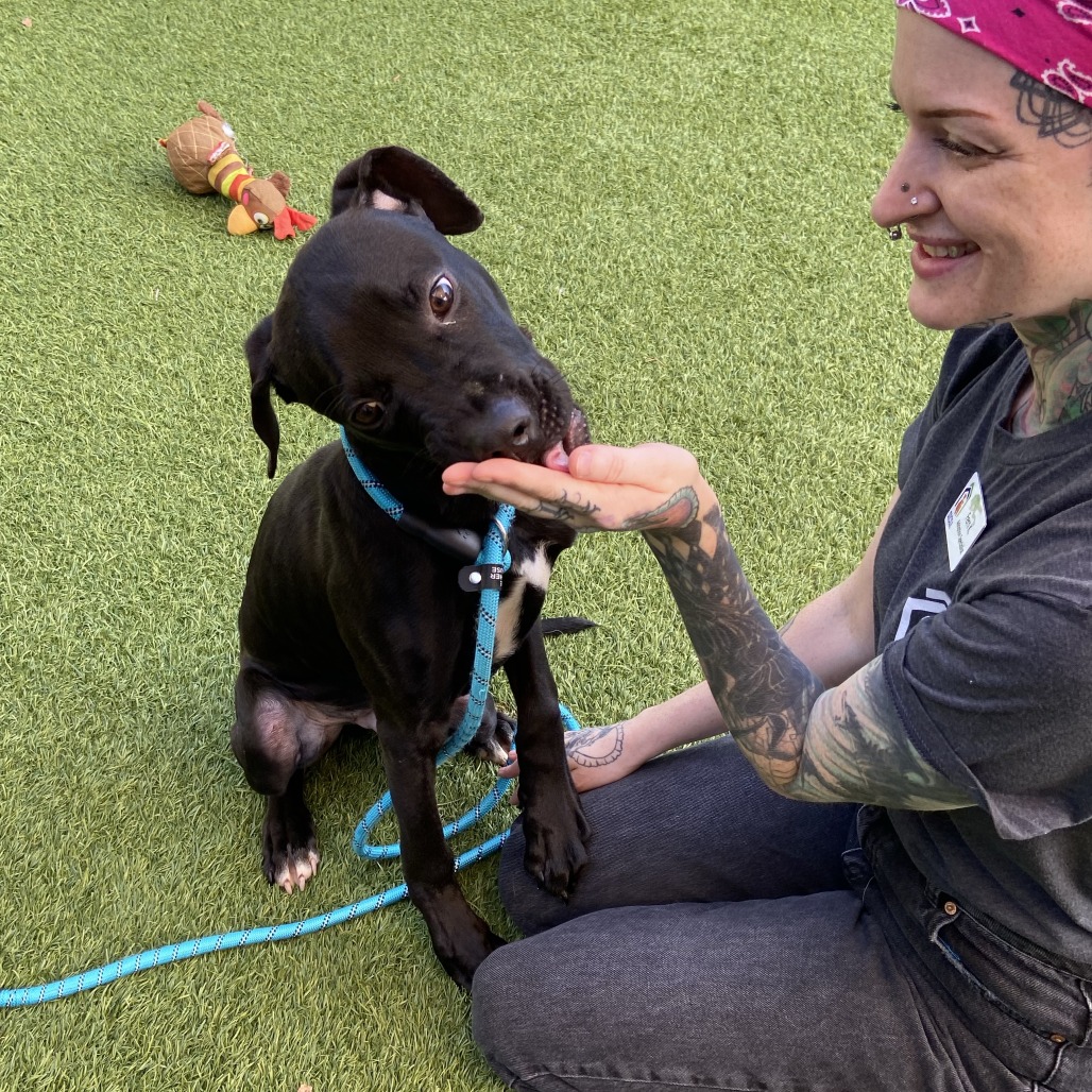 CHEWY - Mixed Breed (Medium) available for adoption