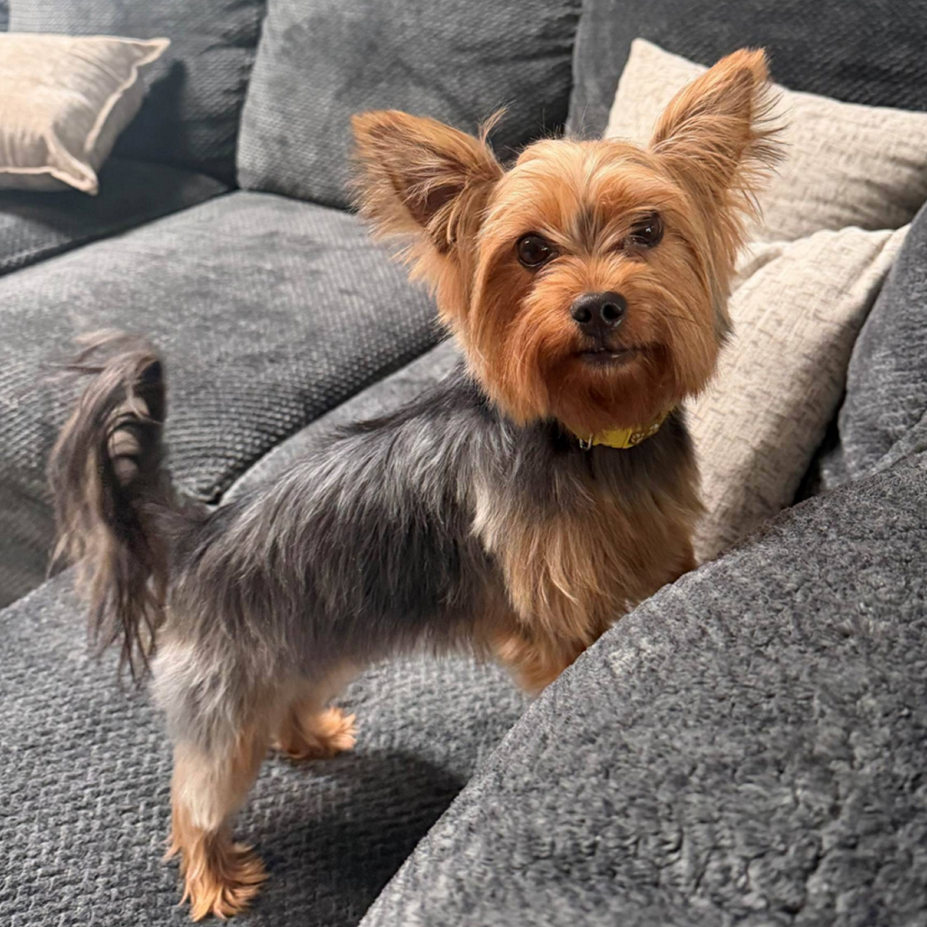 ABBY - Terrier / Yorkshire, Yorkie available for adoption