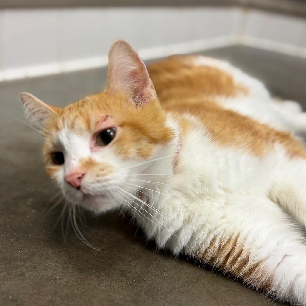 Photo of Cheeto 4