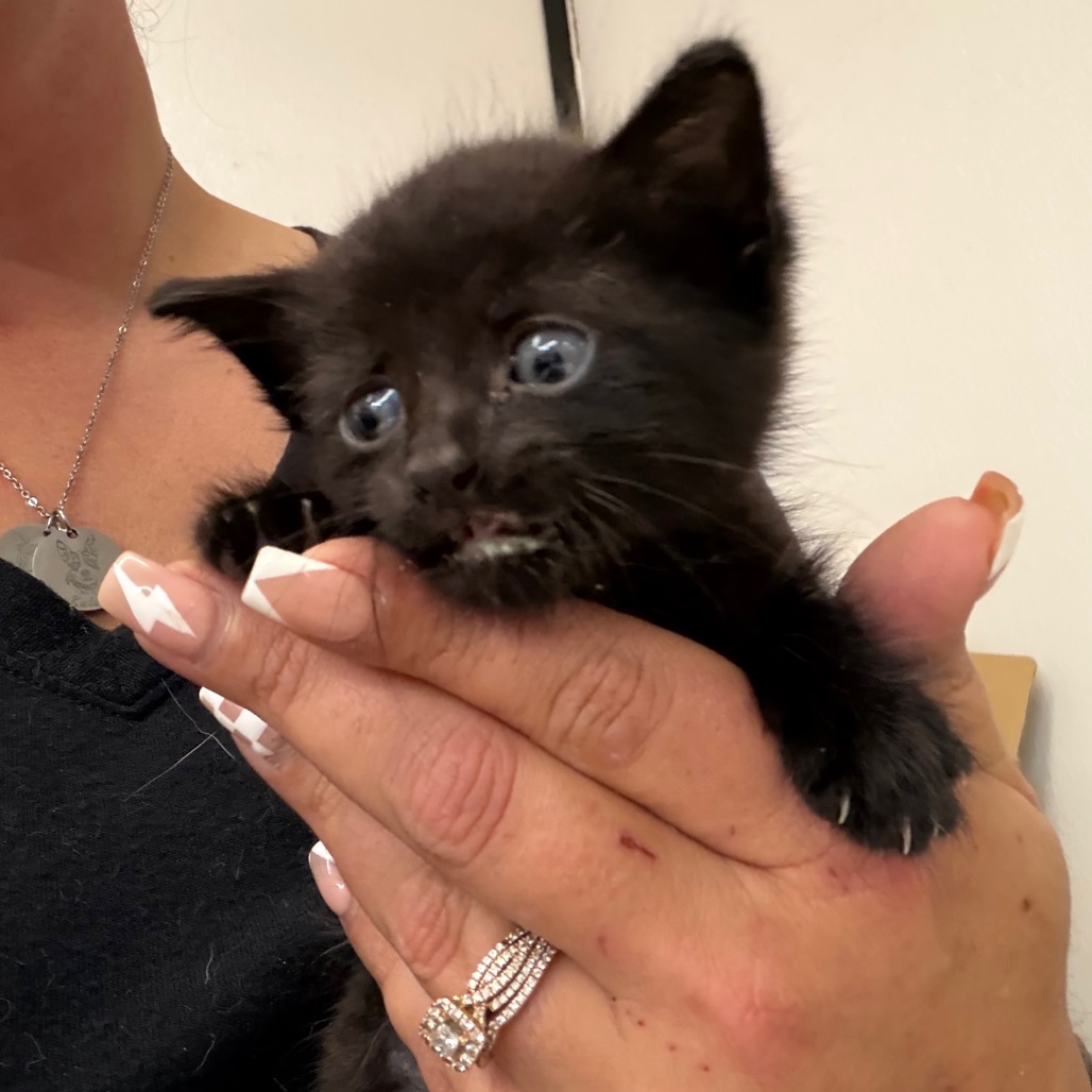 Pansy , an adoptable cat at SPCA-BC