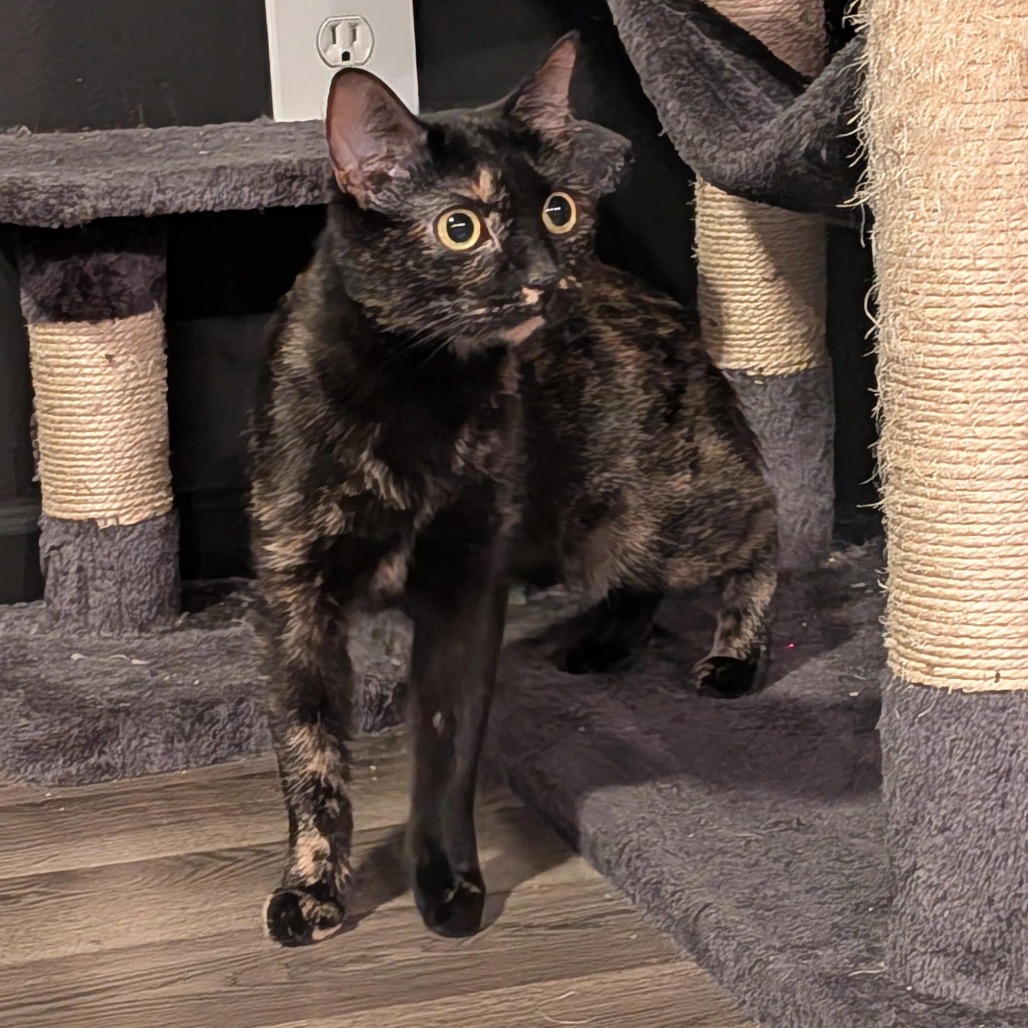 Sabrina