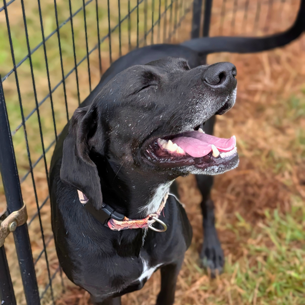 Phoebe 09-1747, photo 23