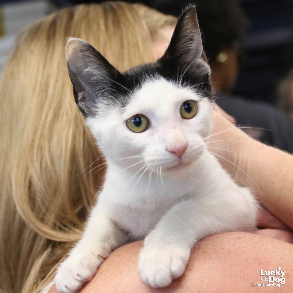 ELL - Domestic Shorthair available for adoption