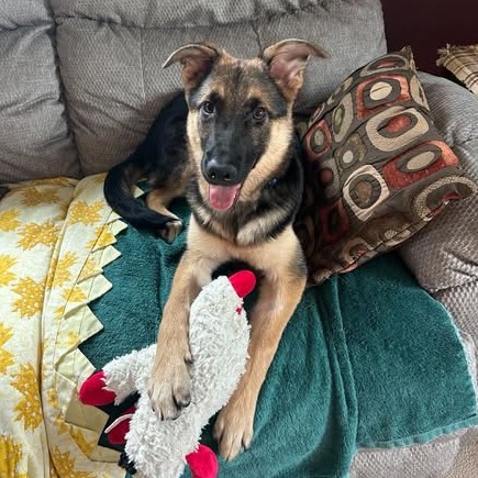 Leroy, a Shepherd, German / Mixed Breed (Medium)