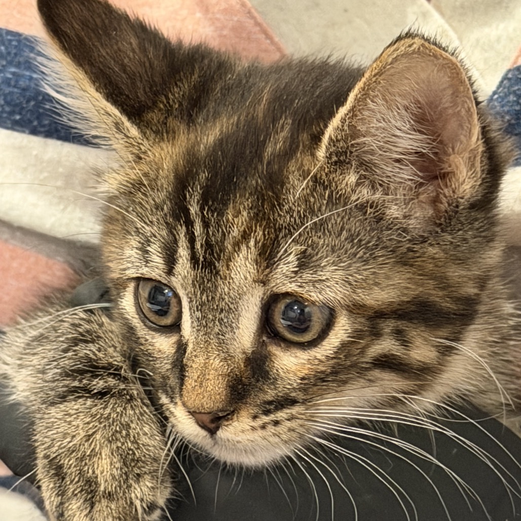 BRIDGET - Domestic Shorthair available for adoption