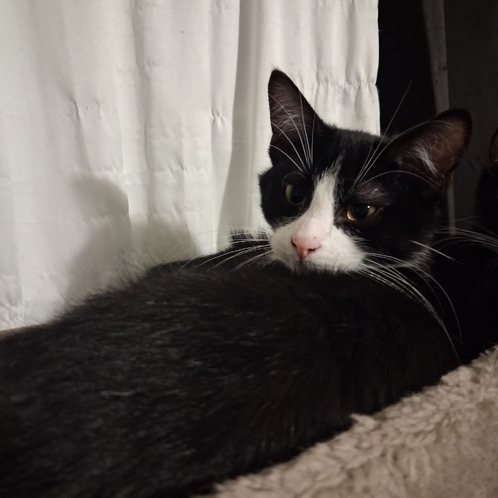 Hermes, available for adoption
