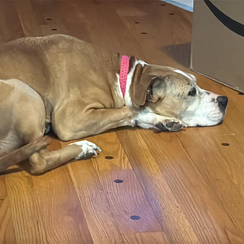 Cinnamon, photo 2 of 8