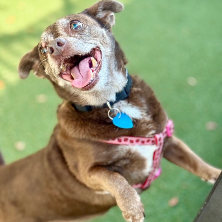 Close-up photo of Hershey
