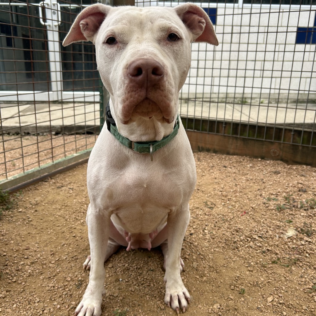 ARIANA - Mixed Breed (Medium) available for adoption